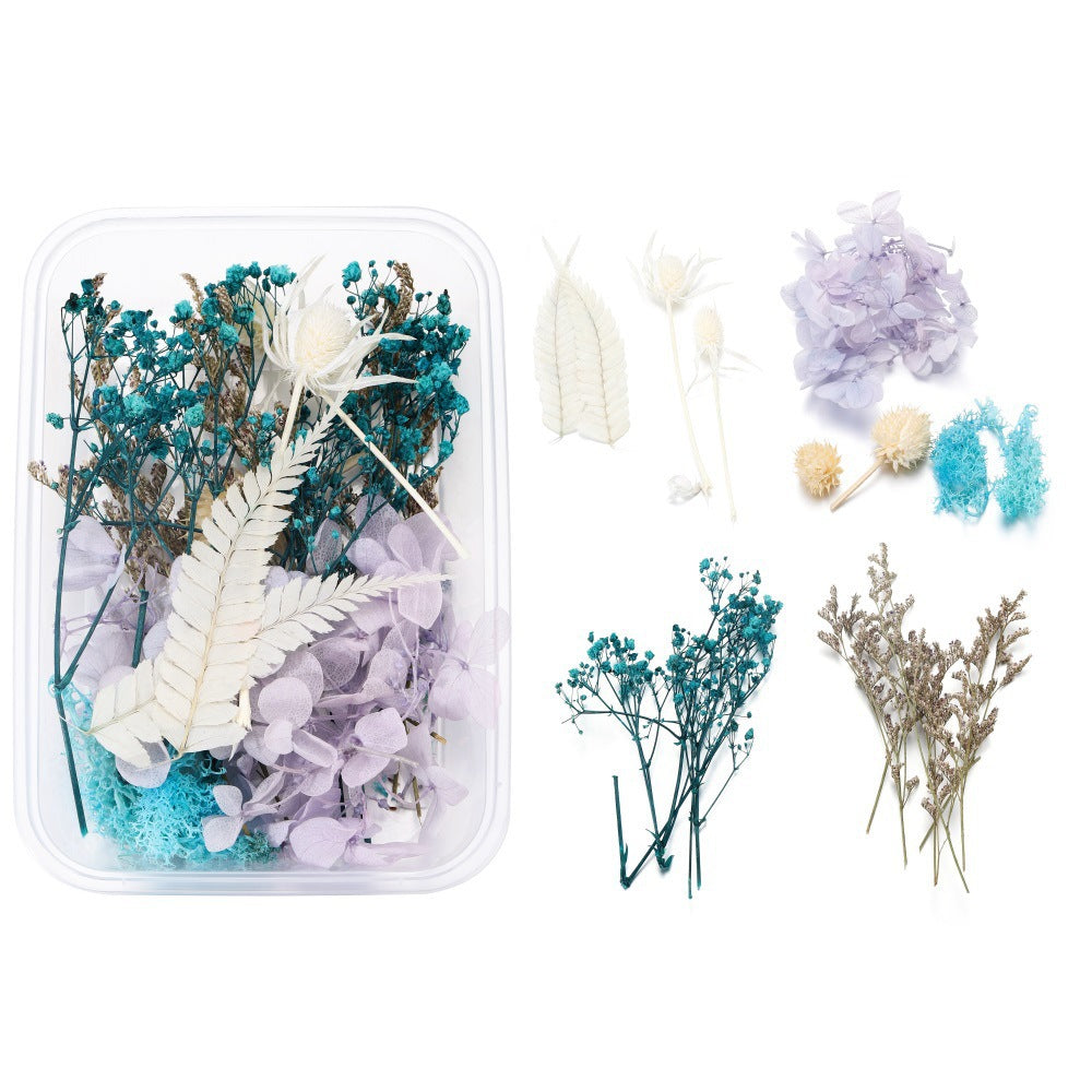Dried Pressed Flowers and Leaves