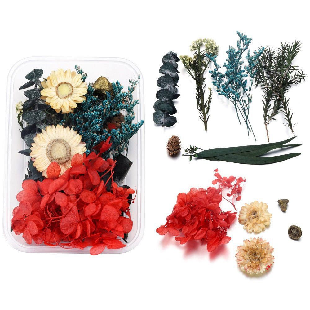 Dried Pressed Flowers and Leaves