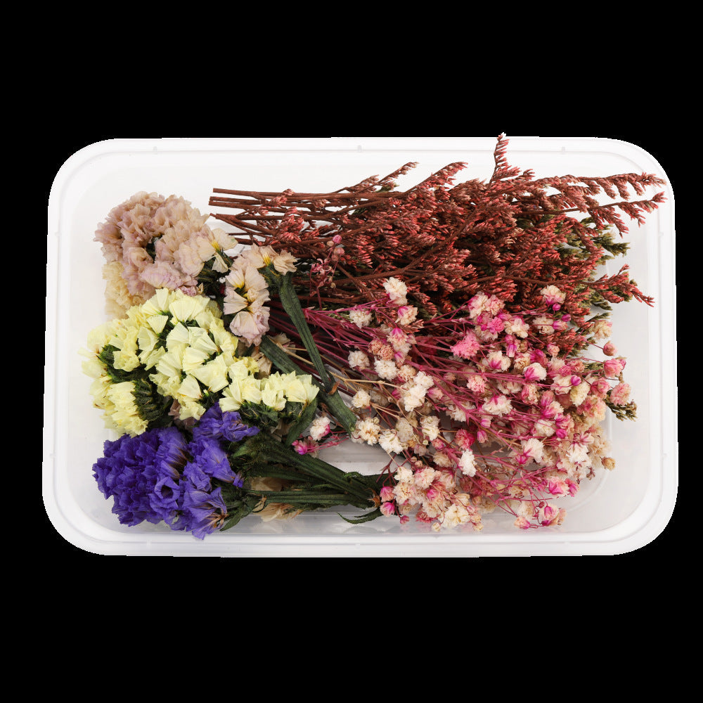 Dried Pressed Flowers and Leaves